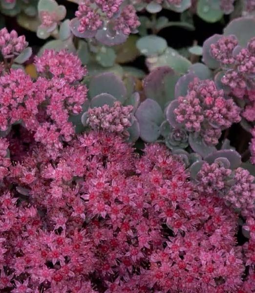 Sedum cauticola 'Lidakense'